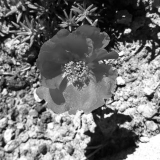 Non amo ballare ma far ballare