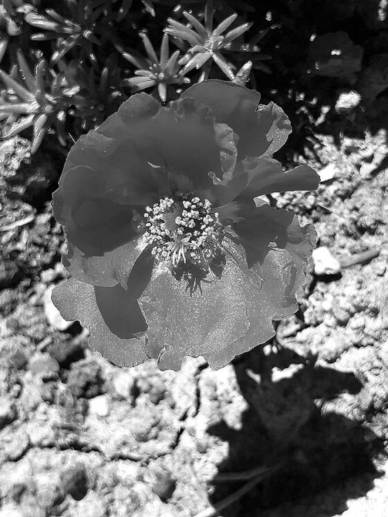 Sbagliare, capire, crescere